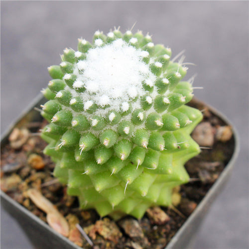 Mammillaria polythele Mart. var. nudum : Real Live Succulent Cactus Plant