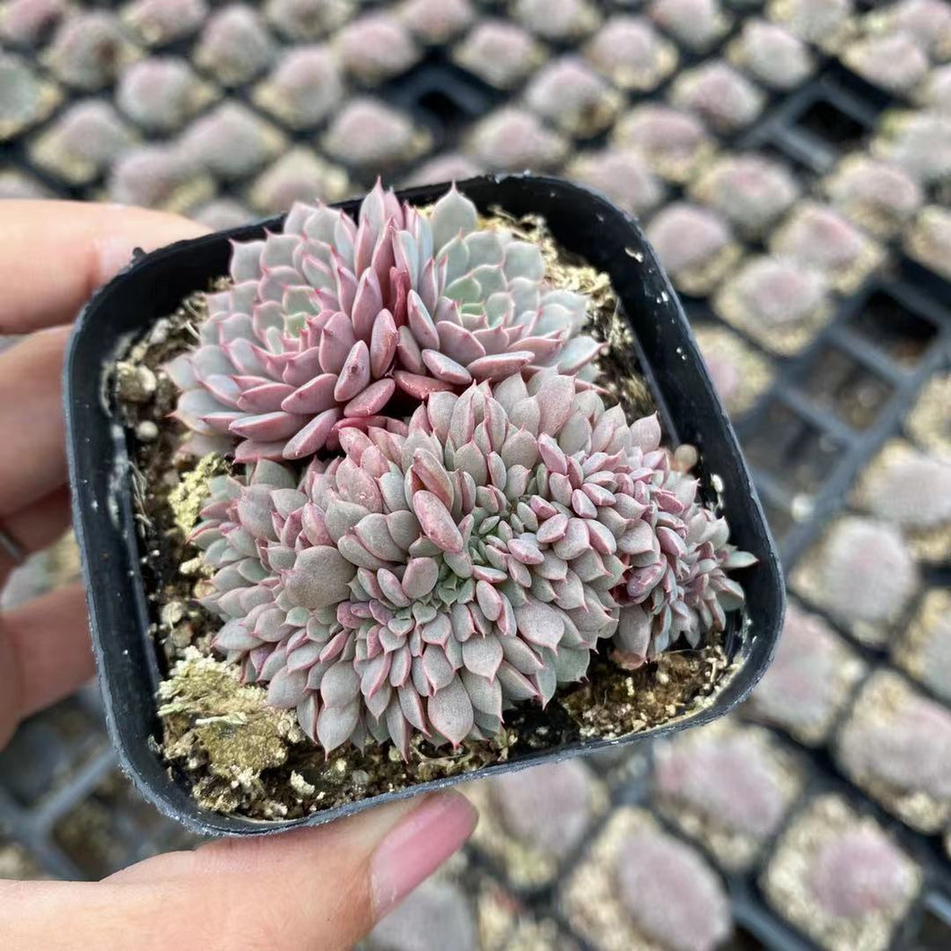 pinwheel succulent plant Real Live Succulent Cactus Plant : Echeveria sp. 'Pinwheel Cristata'