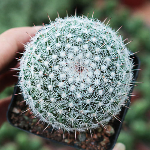 Mammillariahahniana cv. : Real Live Succulent Cactus Plant