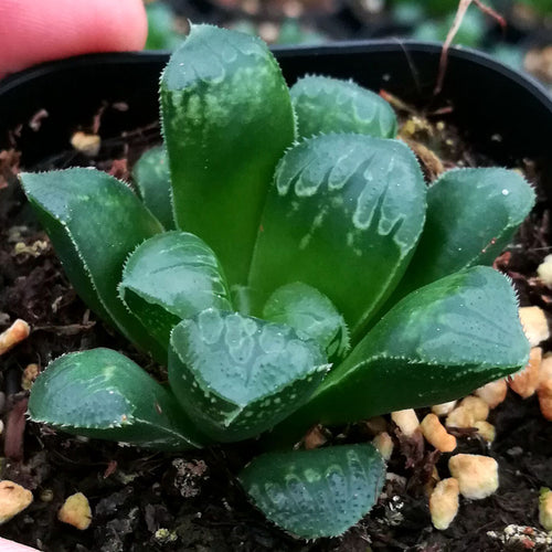 Haworthia 'Zhi' : Real Live Succulent Cactus Plant