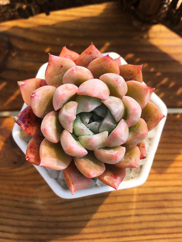 Real Live Succulent Cactus Plant :  Echeveria 'Alba Aloha'