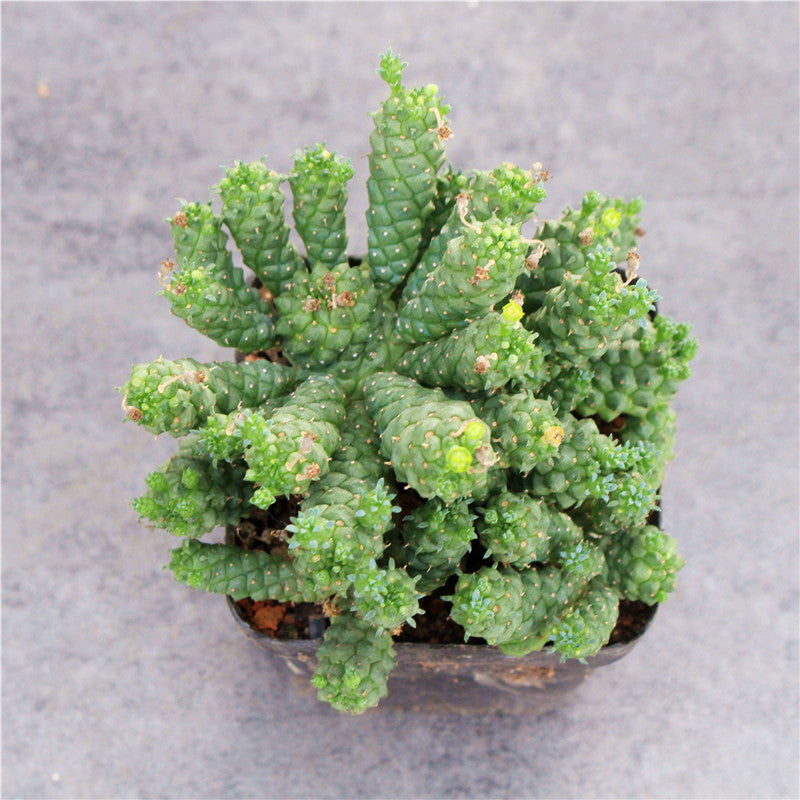 Real Live Succulent Cactus Plant :  Euphorbia inermis Mill Medusa's Head Green Crown