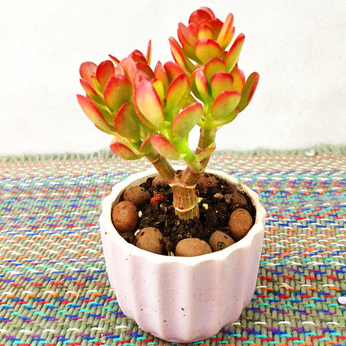 Real Live Succulent Cactus Plant :  Crassula Ovata Minima
