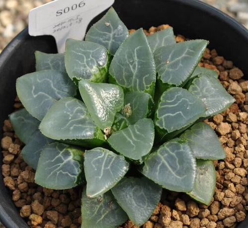 Haworthia correcta 'Grass Window Ikeda' : Real Live Succulent Cactus Plant
