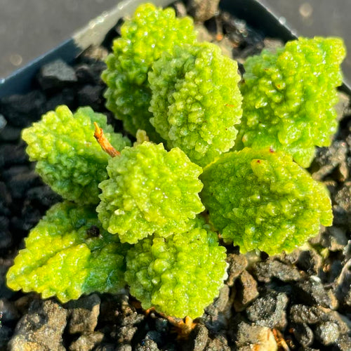 Real Live Succulent Cactus Plant :  Adromischus marianae f. herrei 'Lime Drops'
