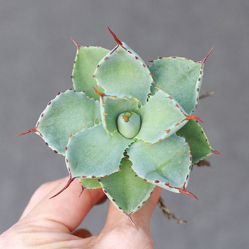 Real Live Succulent Cactus Plant :  Agave Pumila