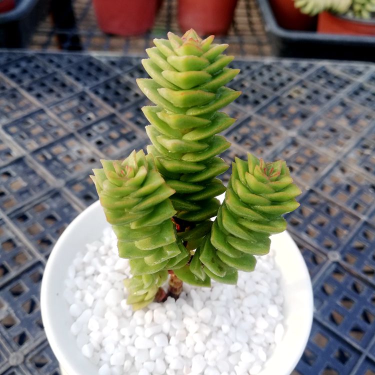 Real Live Succulent Cactus Plant :  Crassula 'Green Pagoda'