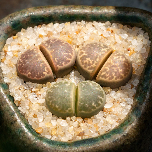 Lithops naureeniae D. T. Cole : Real Live Succulent Lithops Pseudotruncatella Plant