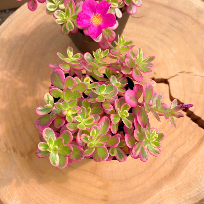 portulaca succulent varieties Real Live Succulent Cactus Plant : Portulaca 'Hana Misteria' – Succulent Zone
