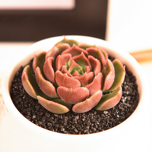 Real Live Succulent Cactus Plant :  Echeveria 'Brown Rose'