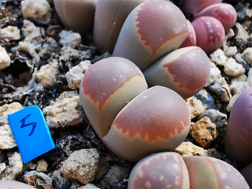 Lithops olivacea L. Bolus : Real Live Succulent Lithops Pseudotruncatella Plant