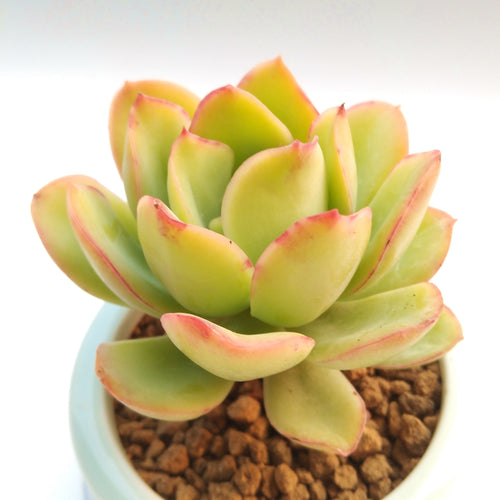 Real Live Succulent Cactus Plant :  Echeveria 'Lawrence'