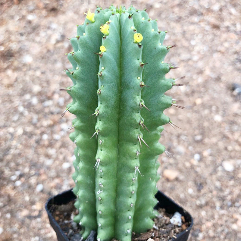 Real Live Succulent Cactus Plant :  Euphorbia horrida Boiss African Milk Barrel