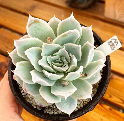 Real Live Succulent Cactus Plant :  Echeveria simulans 'Rayones'