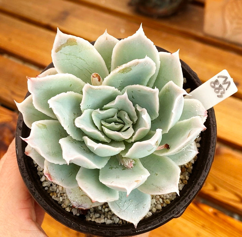 succulent zone Real Live Succulent Cactus Plant : Echeveria simulans 'Rayones'