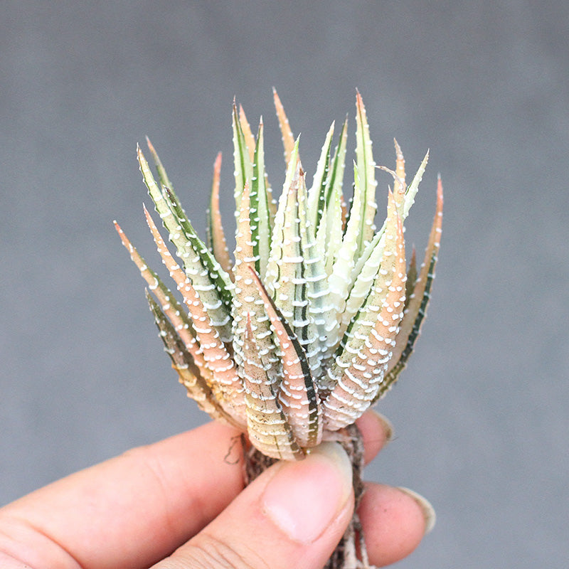 Real Live Succulent Cactus Plant :  Haworthia attenuata f. albovariegata