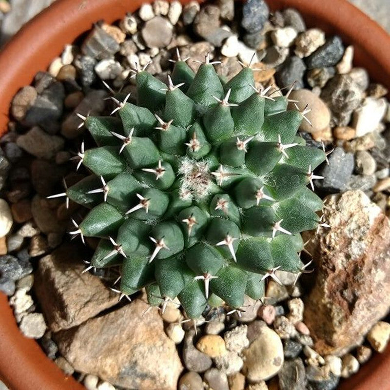 mammillaria succulent Mammillaria sempervivi A. P. de Candolle : Real Live Succulent Cactus Plant