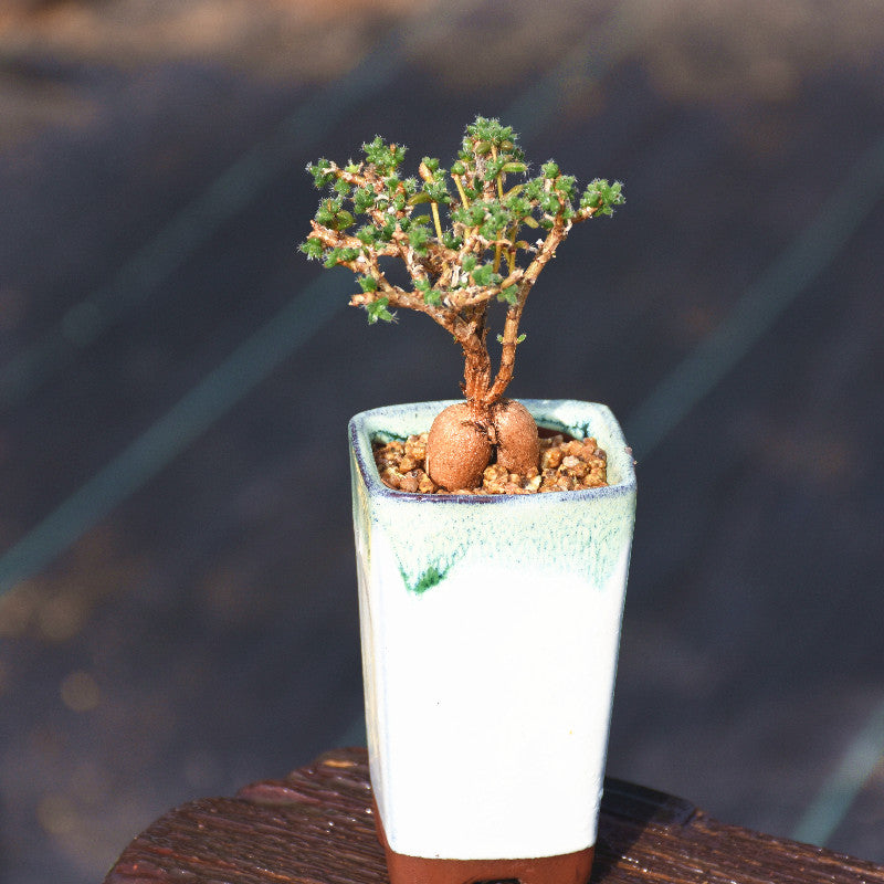 succulent flattening Real Live Succulent Cactus Plant : Trichodiadema Bulbosum Schwantes