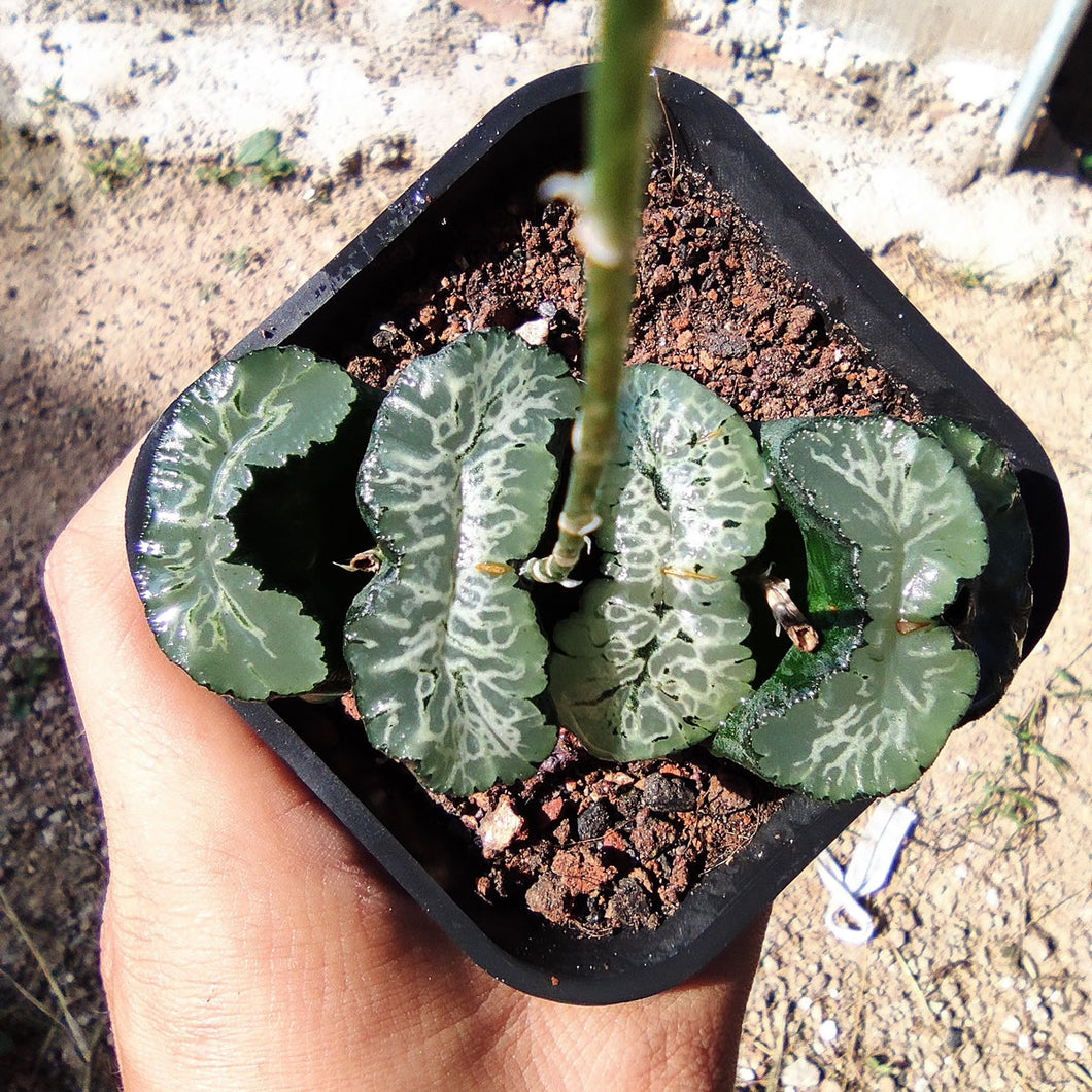 Haworthia truncata 'Hokusai' : Real Live Succulent Cactus Plant