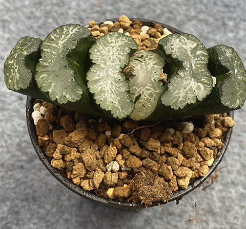Real Live Succulent Cactus Plant :  Haworthia Truncata Sharaku