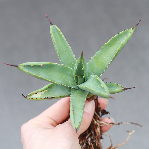 Real Live Succulent Cactus Plant :  Agave macroacantha