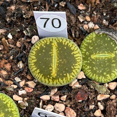 L. aucampiae subsp. euniceae (de Boer) D.T.Cole : Real Live Succulent Lithops Pseudotruncatella Plant