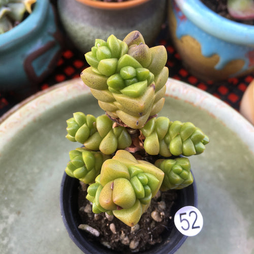 Real Live Succulent Cactus Plant :  Crassula marchandii