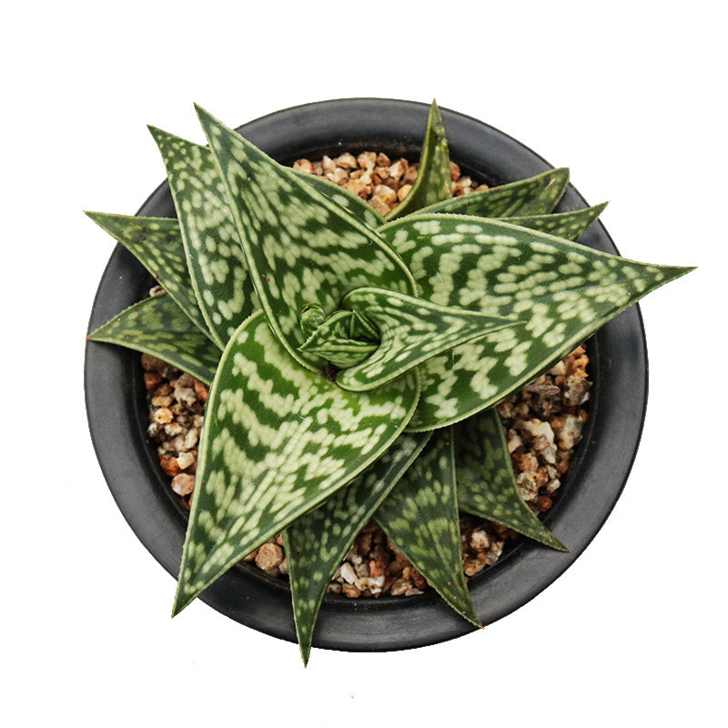 Real Live Succulent Cactus Plant :  Gonialoe variegata Aloe variegata Tiger Aloe Partridge Breasted Aloe
