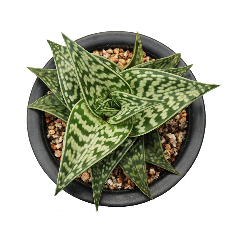 tiger aloe succulent Real Live Succulent Cactus Plant : Gonialoe variegata Aloe variegata T – Succulent Zone