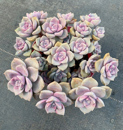 Real Live Succulent Cactus Plant :  Graptopetalum 'Purple Delight' Cluster