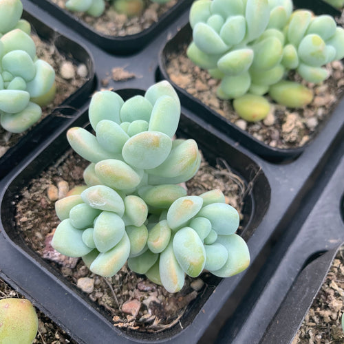 Real Live Succulent Cactus Plant :  Echeveria 'Jade Ruyi'