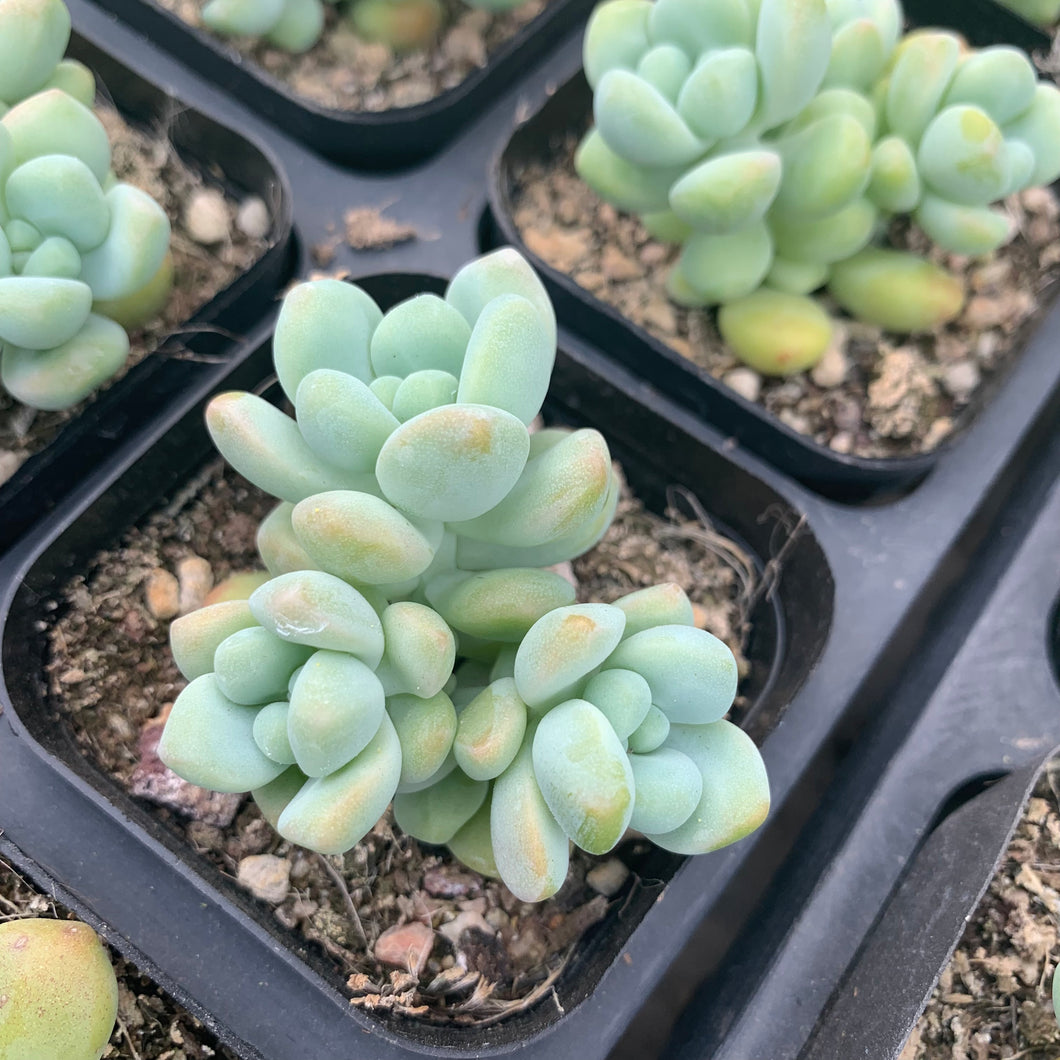 jade live plant Real Live Succulent Cactus Plant : Echeveria 'Jade Ruyi' – Succulent Zone