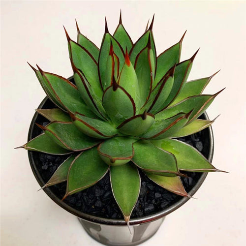 Real Live Succulent Cactus Plant :  Agave Burnt Burgundy
