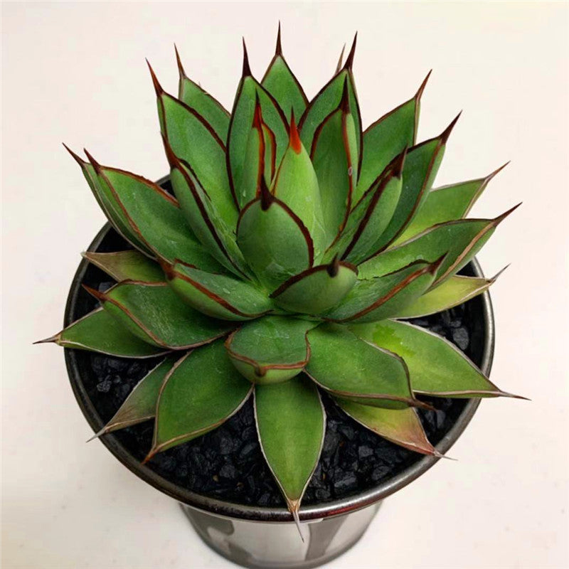 Real Live Succulent Cactus Plant : Agave Burnt Burgundy – Succulent Zone