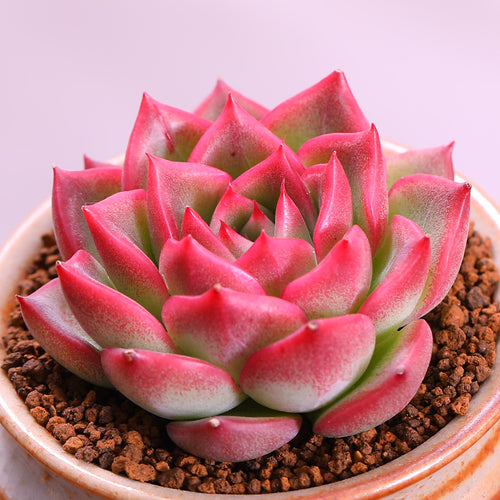 Real Live Succulent Cactus Plant :  Echeveria Agavoides 'Floriana'