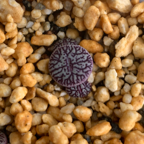 Conophytum witterbergense de Boer : Real Live Succulent Cactus Plant