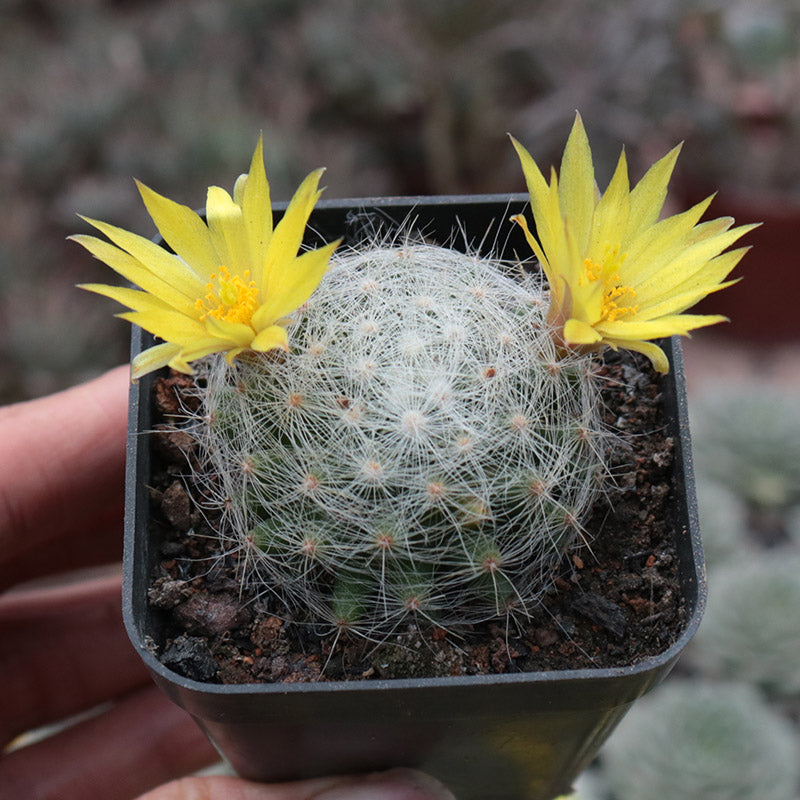 mammillaria baumii Mammillaria baumii Boed. : Real Live Succulent Cactus Plant