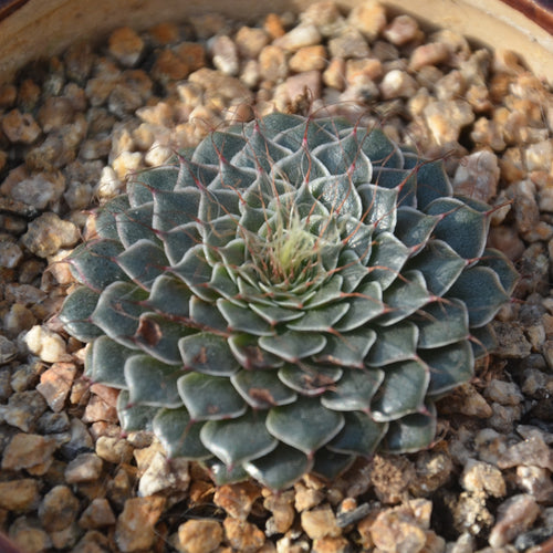 Graptopetalum filiferum J. Whitehead : Real Live Succulent Cactus Plant