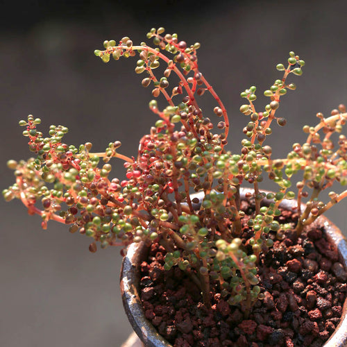 Real Live Succulent Cactus Plant :  Pilea Serpyllacea Globosa