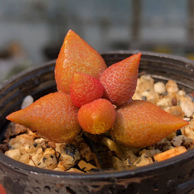 Adromischus marianae var. alveolatus : Real Live Succulent Cactus Plant