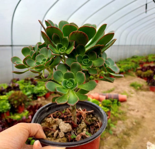 Real Live Succulent Cactus Plant :  Aeonium hierrense J. Pitard et L. Proust 'Summer'