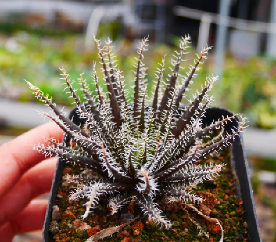 Haworthia 'Kujaku' : Real Live Succulent Cactus Plant