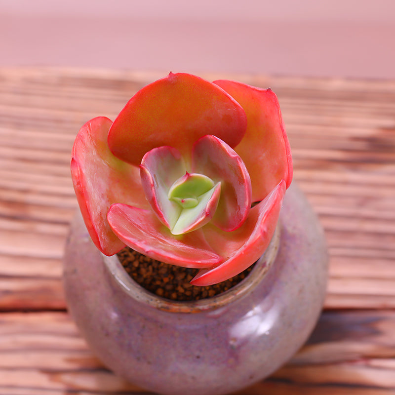 succulent kiss Real Live Succulent Cactus Plant : Echeveria Kissing – Succulent Zone