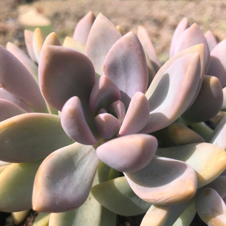 Real Live Succulent Cactus Plant :  Graptopetalum 'Purple Haze'