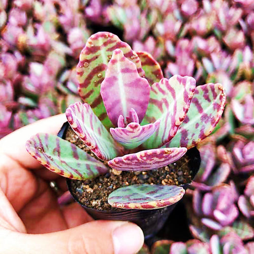 Real Live Succulent Cactus Plant :  Kalanchoe marmorata Baker