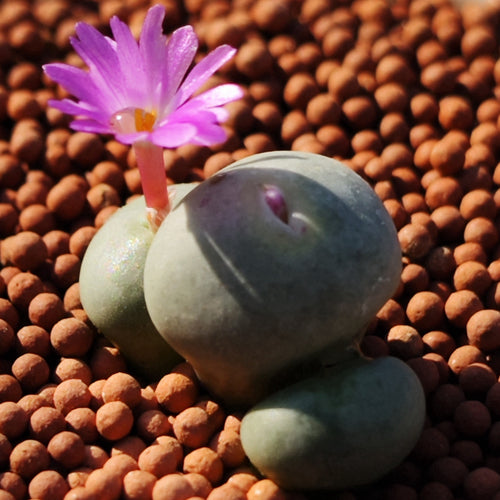 Conophytum wettsteinii (A. Berger) N. E. Br. : Real Live Succulent Lithops Pseudotruncatella Plant