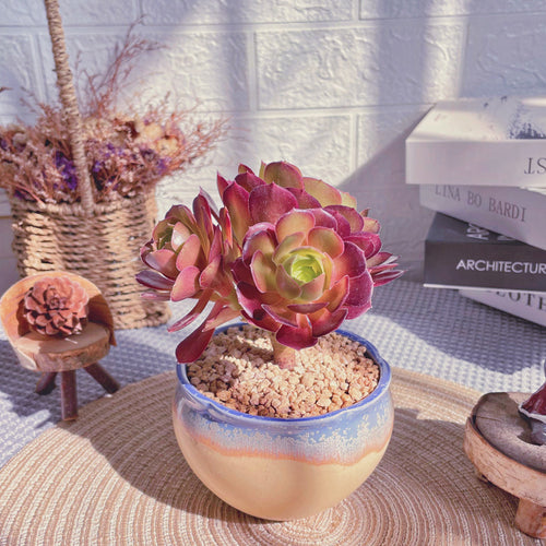 Real Live Succulent Cactus Plant :  Aeonium 'Dutch Rose'