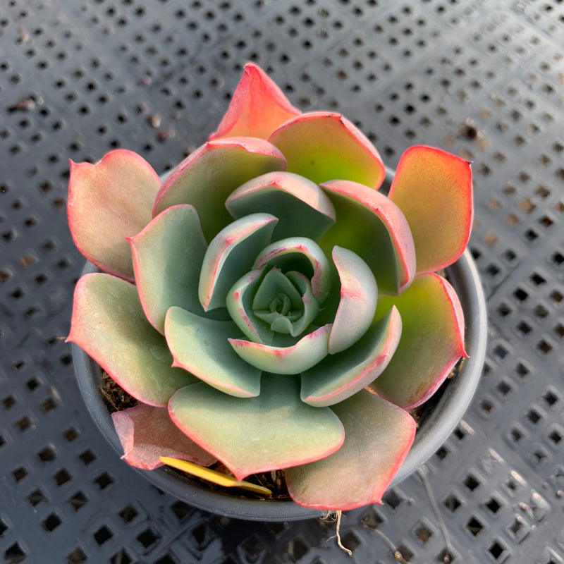 echeveria white rose succulent Real Live Succulent Cactus Plant : Echeveria 'White Rose'