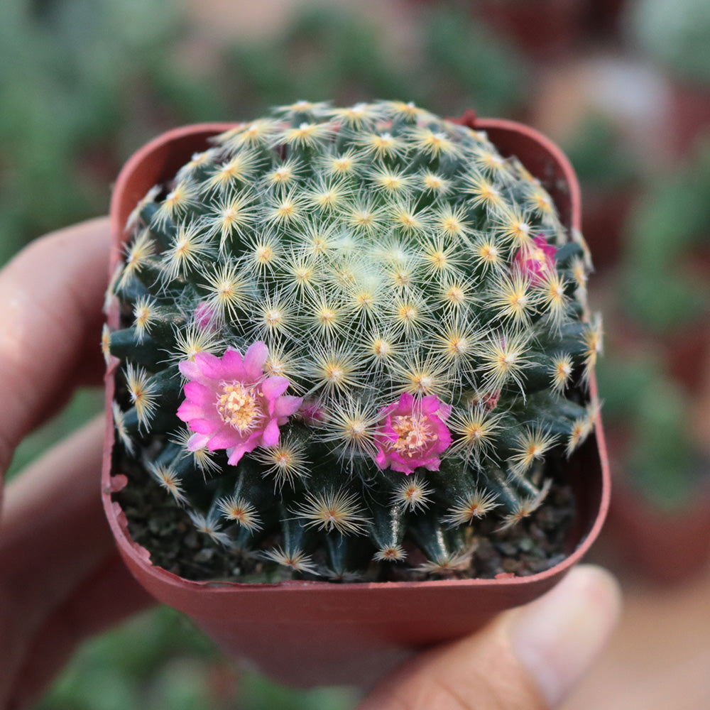 mammillaria succulent Mammillaria schiedeana Ehrbg. : Real Live Succulent Cactus Plant