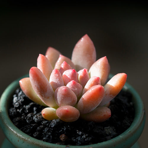 Pachyphytum garciae E. Perez-Calix et C. Glass : Real Live Succulent Cactus Plant